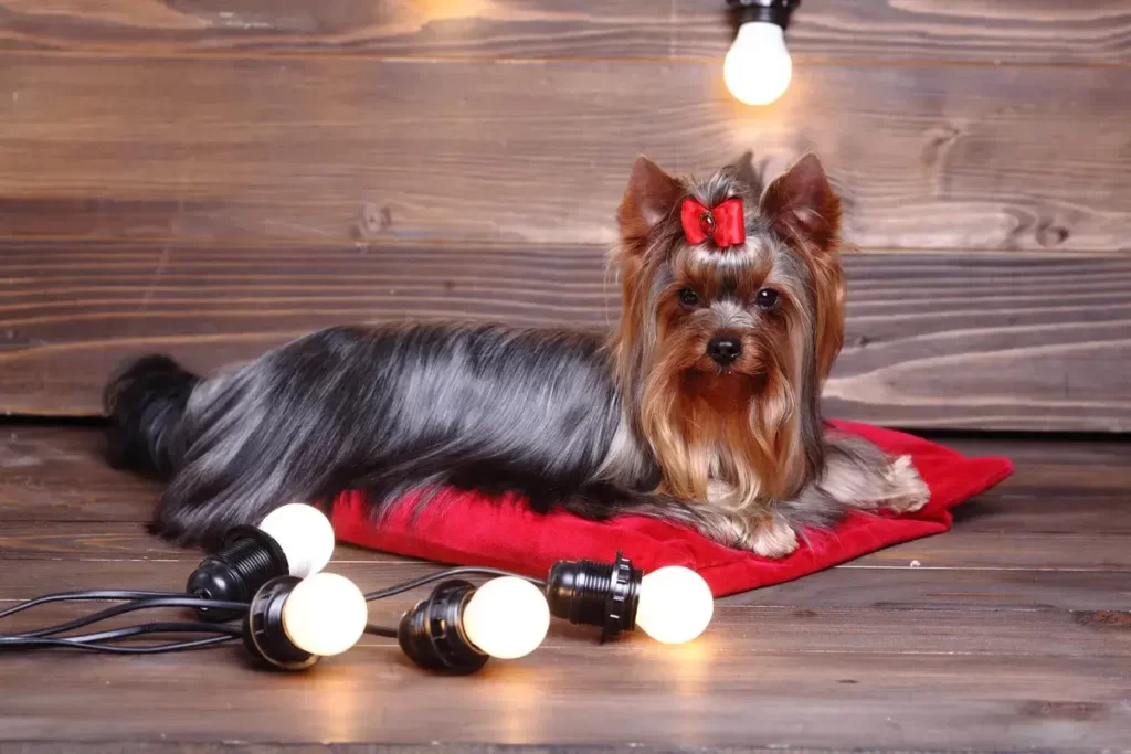 yorkie