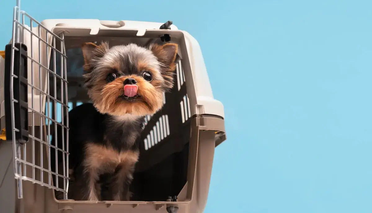 yorkie puppy