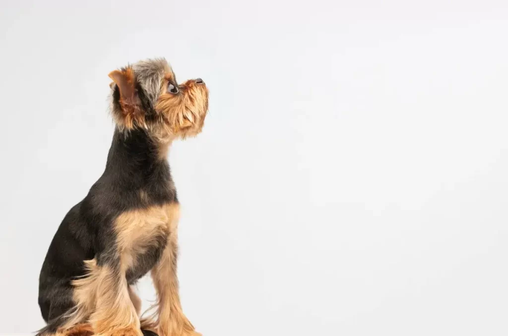 yorkie puppy