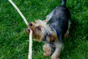 Yorkie Training