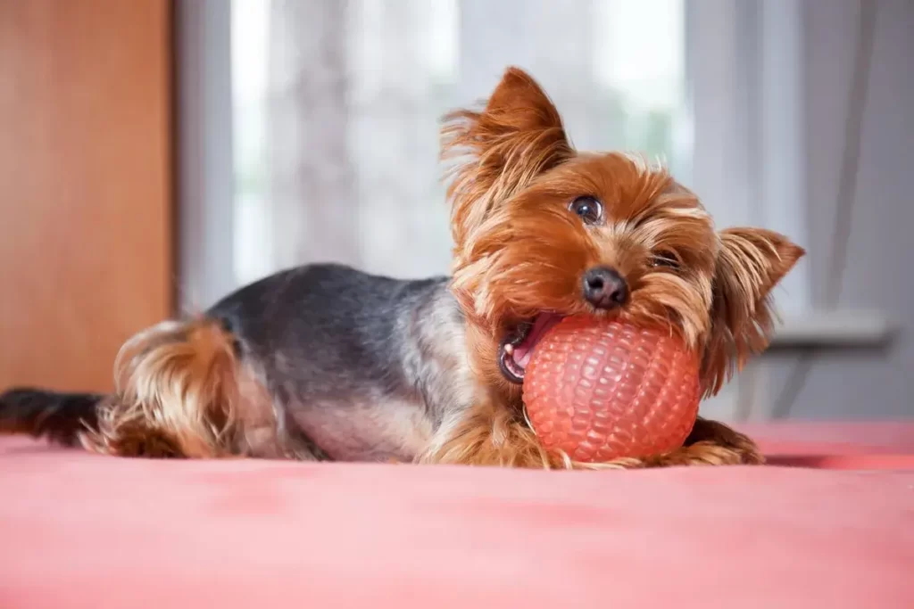 Yorkie Training