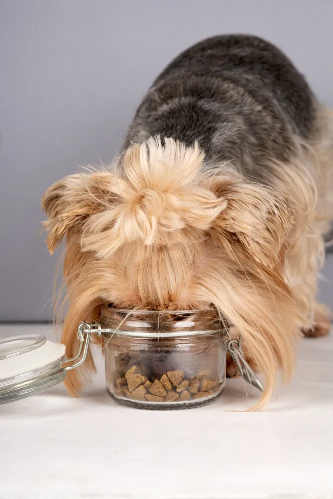 yorkie-nutrition