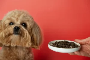 yorkie-nutrition