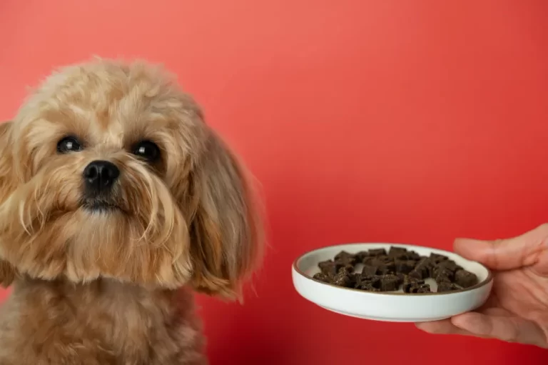 yorkie-nutrition